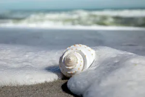 Seashell Prints: Sea foam covering shell on beach