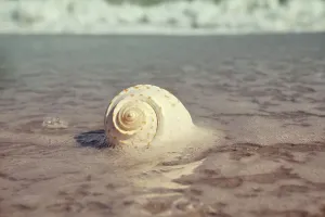 Seashell Prints: Sea foam and shell on beach