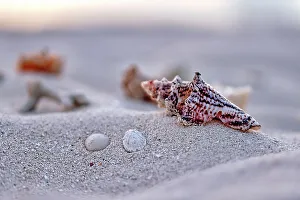 Conches Prints: Sea shells