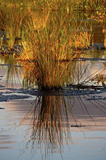 National Park Prints: Seagrass reflecting over water