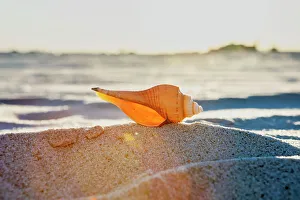 Light Prints: Seashell