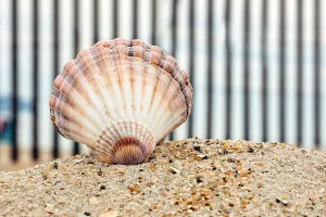 Seashell on beach