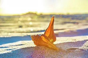 Light Prints: Seashells