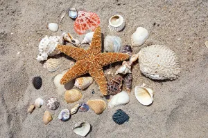 Seashell Prints: Seashells, Starfish, and shells arranged on beach