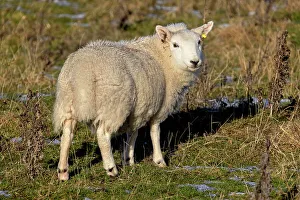 Farm Prints: Sheep in meadow