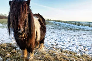 Winter Prints: Shetland ponies, Scotland, Highlands