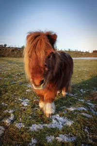 Shetland pony, Scotland, Highlands