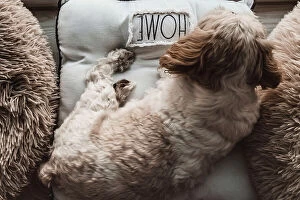 Images Dated 23rd February 2023: Shih Tzu dog among fluffy beds