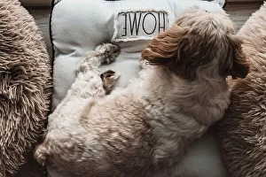 Home Prints: Shih Tzu dog among fluffy beds