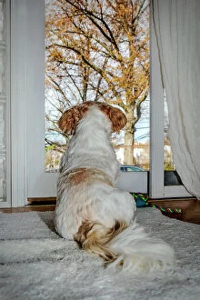 : Shih Tzu looking out the window