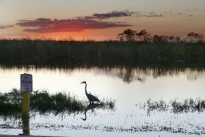Blue Hour Prints: Silhouette of Great Blue Heron at the Everglades