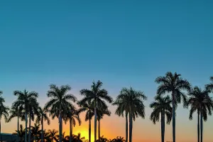 Orange Prints: Silhouette of palm trees at sunset