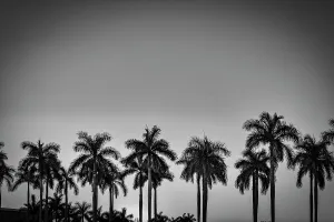 Silhouette of palm trees at sunset