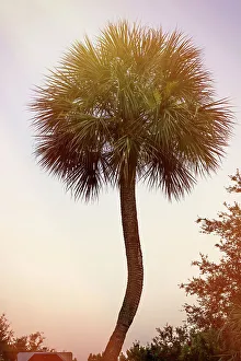 Blue Hour Prints: Single Palm Tree