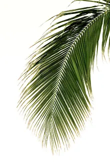 Artistic Prints: Single tropical palm elegantly hanging from palm tree