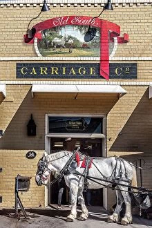 Images Dated 4th December 2023: South Carolina, Charleston, Mule Carriage tour