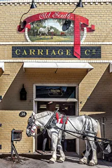 Carolina Prints: South Carolina, Charleston, Mule Carriage tour