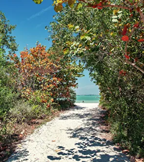 Foliage Prints: Southwest Florida, Gulf of Mexico, Sanibel Island, path leading to beach
