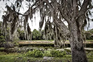 Spanish moss hanging on oak tree near lake