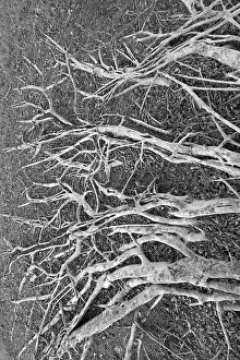 Sprawling roots on a banyan tree