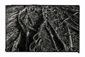 Sprawling roots on a banyan tree