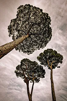 Vertical Prints: Stone pines of Rome, Pinus Pinea