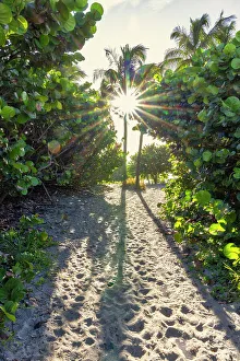 Last Light Prints: Sun bursting through palm trees