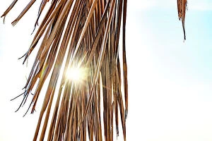 Images Dated 13th August 2023: Sun peaking through palm tree leaf