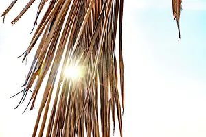 Rm322 Prints: Sun peaking through palm tree leaf