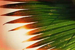 Artistic Prints: Sun shining through palm fronds