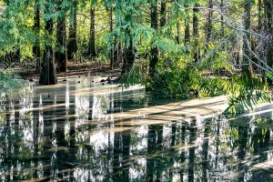 Lit Up Prints: Sunlight coming through trees and reflecting over water