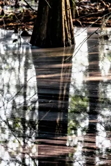 Majestic Prints: Sunlight hitting side of bald cypress and over water