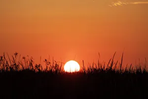 Black Prints: Sunset over wetlands