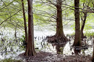 Swamp with trees
