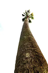 Foliage Prints: Tall palm tree