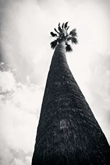 Tall palm tree