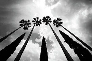 Images Dated 14th July 2023: Tall palm trees with cypress trees in the middle