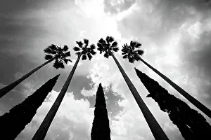Foliage Prints: Tall palm trees with cypress trees in the middle