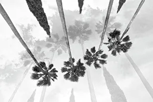 Tall palm trees with cypress trees in the middle
