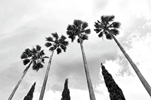 Tall palm trees with cypress trees in the middle