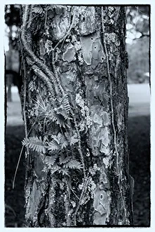 Botanic Prints: Texture of a tree