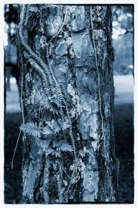 Texture of a tree