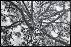 Popular Prints: Tree with branches spread out