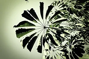 Rm306 Prints: Tree leaves
