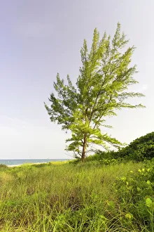 Atlantic Ocean Prints: Tree by the ocean