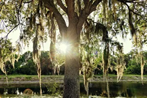 Last Light Prints: Tree with Spanish Moss near lake