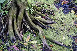 Swamp Prints: Tree in swamp with thick roots