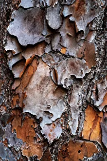 Rm302 Prints: Tree texture