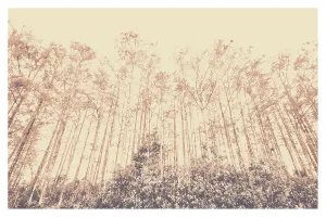 Photography Prints: Trees from a forest
