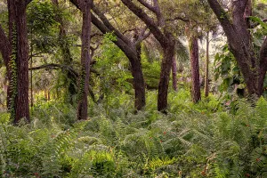 Shrubbery Prints: Trees and plants in forest